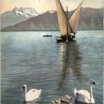 Lac Leman - Barque et Cygnes