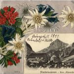 Niedersurenen - Prägekarte