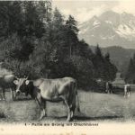 Brünig mit Oltschihörner - Cow Kuh