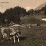Lungern - Weide auf der Burg - Kuh Cow
