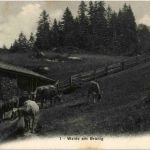 Weide am Brünig