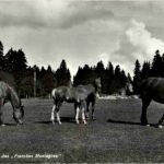 Au Paturage des Franches Montagnes - Horse