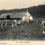 Autor du Chalet Kühe