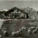 Sustenpass mit Schafen