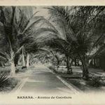 Banana - Avenue de Cocotieres
