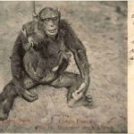Chimpanse avec son enfant - Monkey