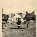 Djibouti - Camel
