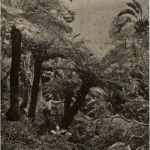 Missiond Afrique - Paysage Africain