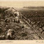 Soerabaja - To cut the plant cane