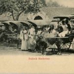 Cylon - Bullock Hackeries