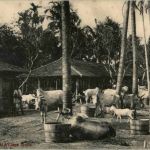 A Bengal Village scene