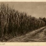 Soerabaia - Poipe cane