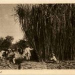 Soerabaia - Cane crop