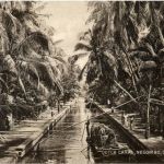 Negombo - Dutch canal