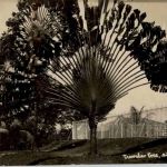 Singapore - Travaler Tree