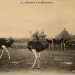 Autrucherie a Kayes Strauss