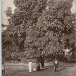 Sierra Leone - Freetown - Mango Tree