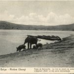 Congo - Riviere Ubangi - Elephant