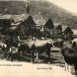 Auf hoher Alp - Cow