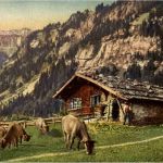 Braunwald