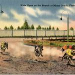 Dog Racing