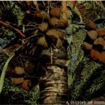 Florida - Cocoanuts