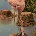 Florida - Flamingo