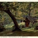 Kastanienwald im Bergell