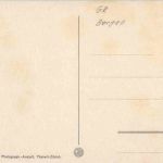 Kastanienwald im Bergell