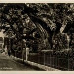 Beckenried - Alter Nussbaum