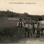 Au Pays Landais - Attelage de Boeufs
