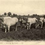 Busset - Labourage Bourbonnais