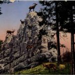 St. Gallen - Steinbockfelsen