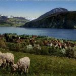 Oberaegeri mit Schafen