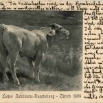 Zürich - Rudolf Koller Jubiläums Ausstellung 1898