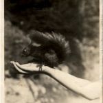 Arosa - Eichhörnchen