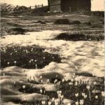 Davos - Alp Drusatscha