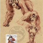 DDR Affen 10 Pfennig Maximum Karte