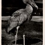 Schuhschnalbel - zoo Berlin