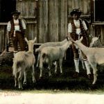 Appenzeller Gaisshirt - Ziegen