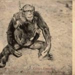 Chimpanse