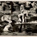 Basel - Zoo - Eisbär