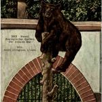 Basel - Zoo - Bär - bear