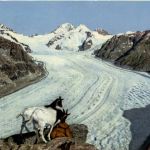 Ziegen am Eggishorn
