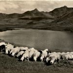 Schafe am Glurnersee