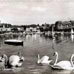 Ouchy - Lausanne - Schwan
