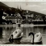 Neuchatel - Schwan