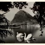 Lago di Lugano - Schwan