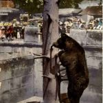 Bär - Bern