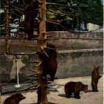 Bär - Bern